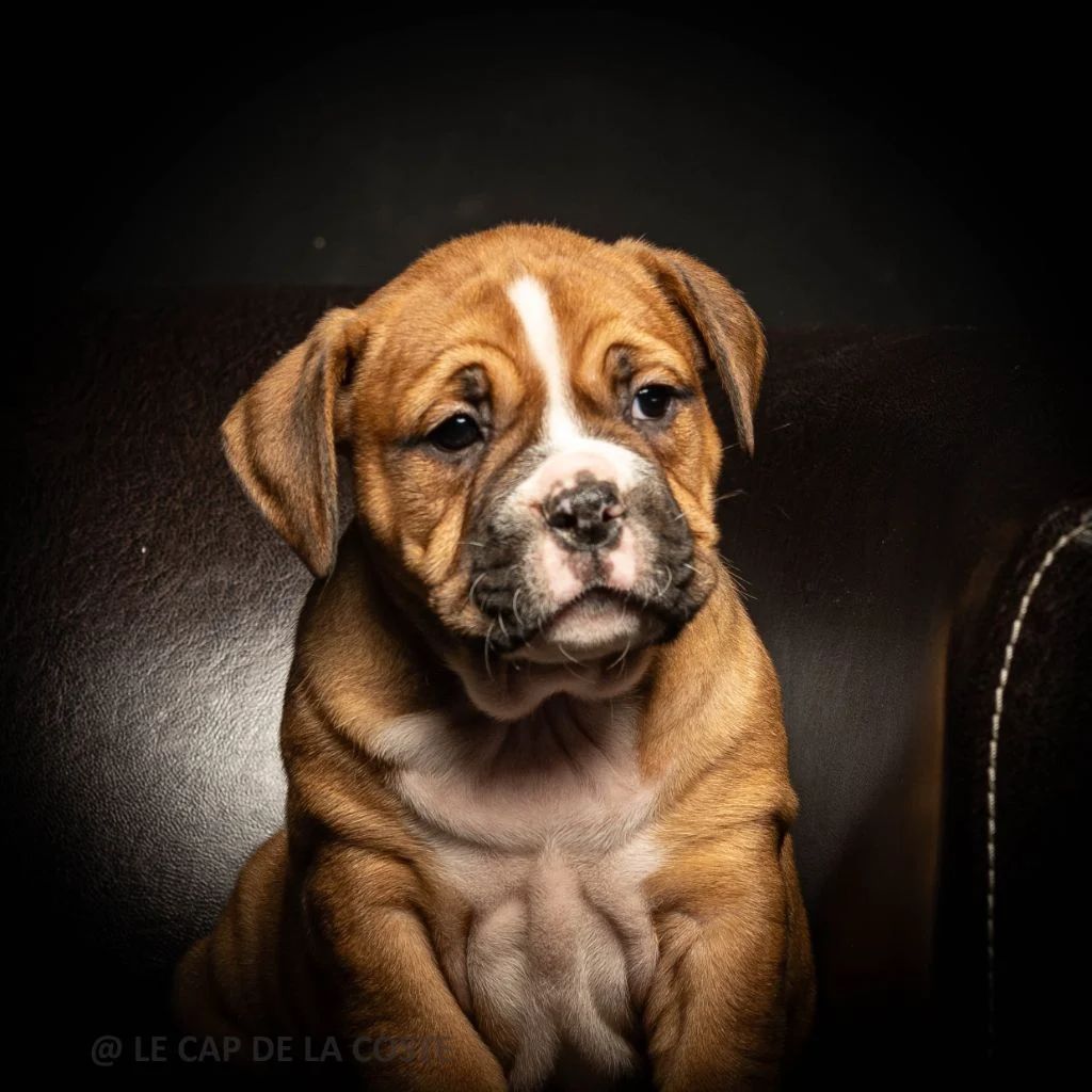 du Cap de la Coste - Chiot disponible  - Bulldog continental