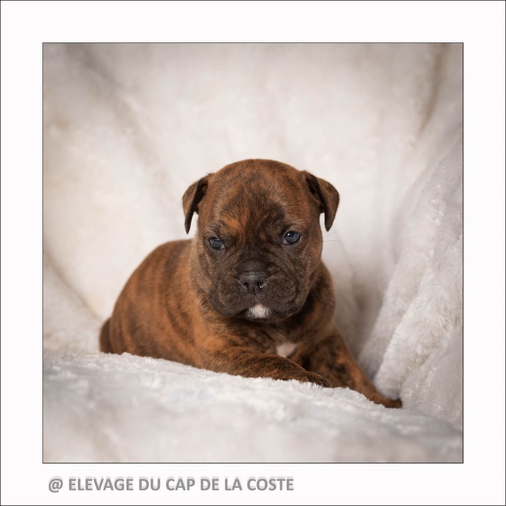 du Cap de la Coste - Chiot disponible  - Bulldog continental
