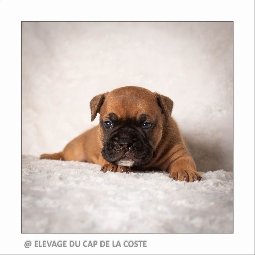 du Cap de la Coste - Chiot disponible  - Bulldog continental