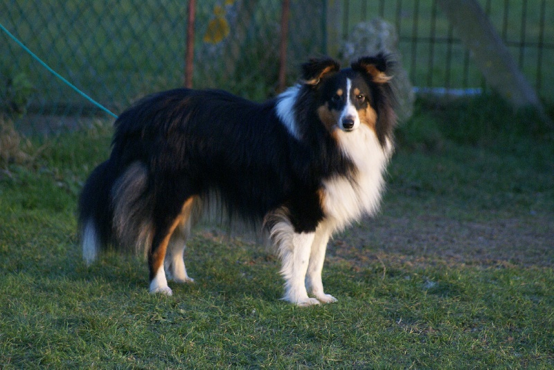 Chabal le terrible du Cap de la Coste
