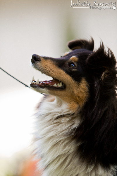 Guenièvre du Cap de la Coste