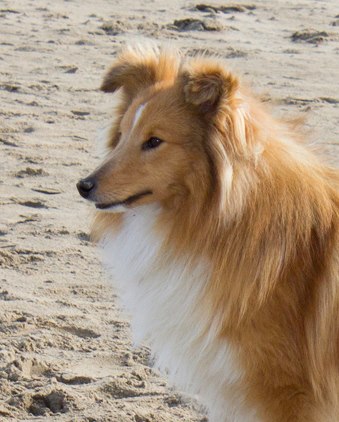 CH. Gimboï du Cap de la Coste