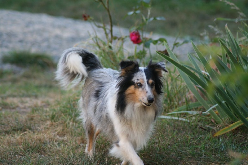 Graphique design du Cap de la Coste