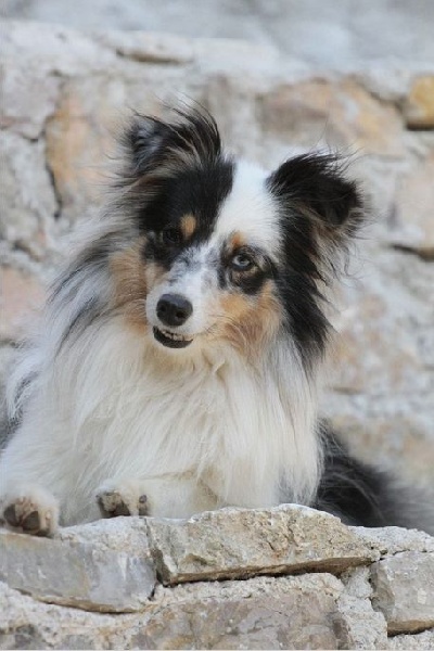 Gwendoline du Cap de la Coste