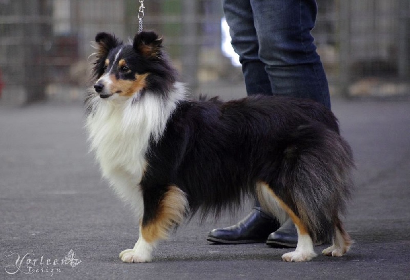 Ivette dite skippy du Cap de la Coste