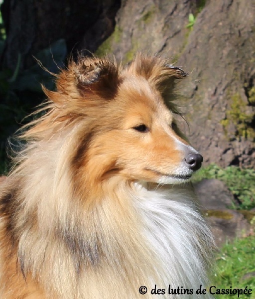 Jolie frimousse du Cap de la Coste