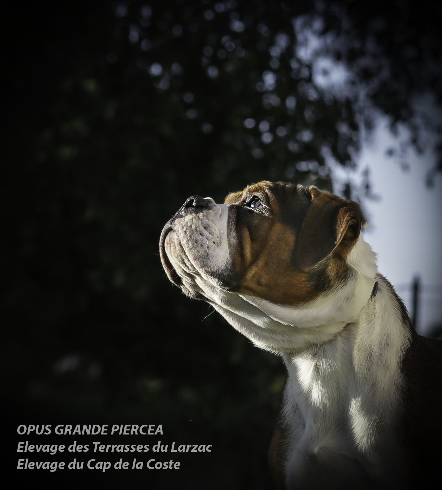 Opus Grande Piercea