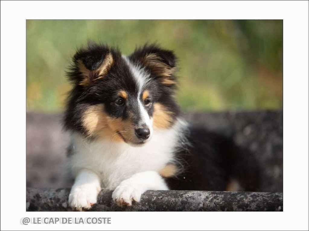 Ah babe gimme little lovin des lutins de Cassiopée