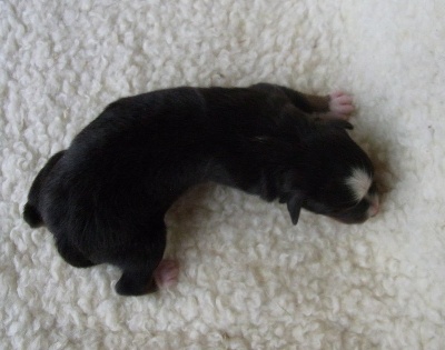 du Cap de la Coste - Naissance des bébés de Clint et de Vienna