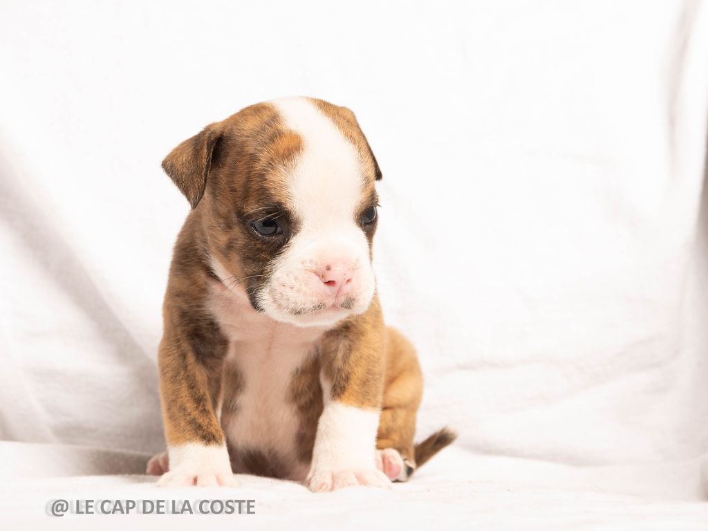 du Cap de la Coste - Chiots disponibles - Bulldog continental