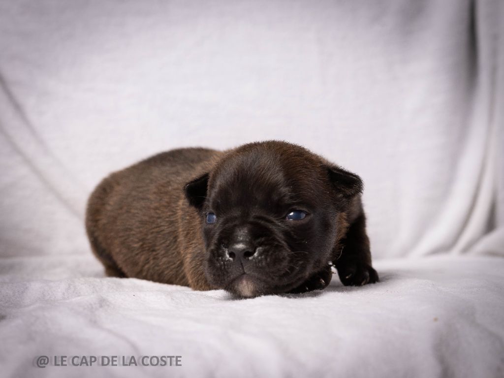 du Cap de la Coste - Chiots disponibles - Bulldog continental