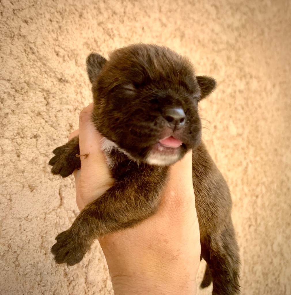du Cap de la Coste - Chiots disponibles - Bulldog continental