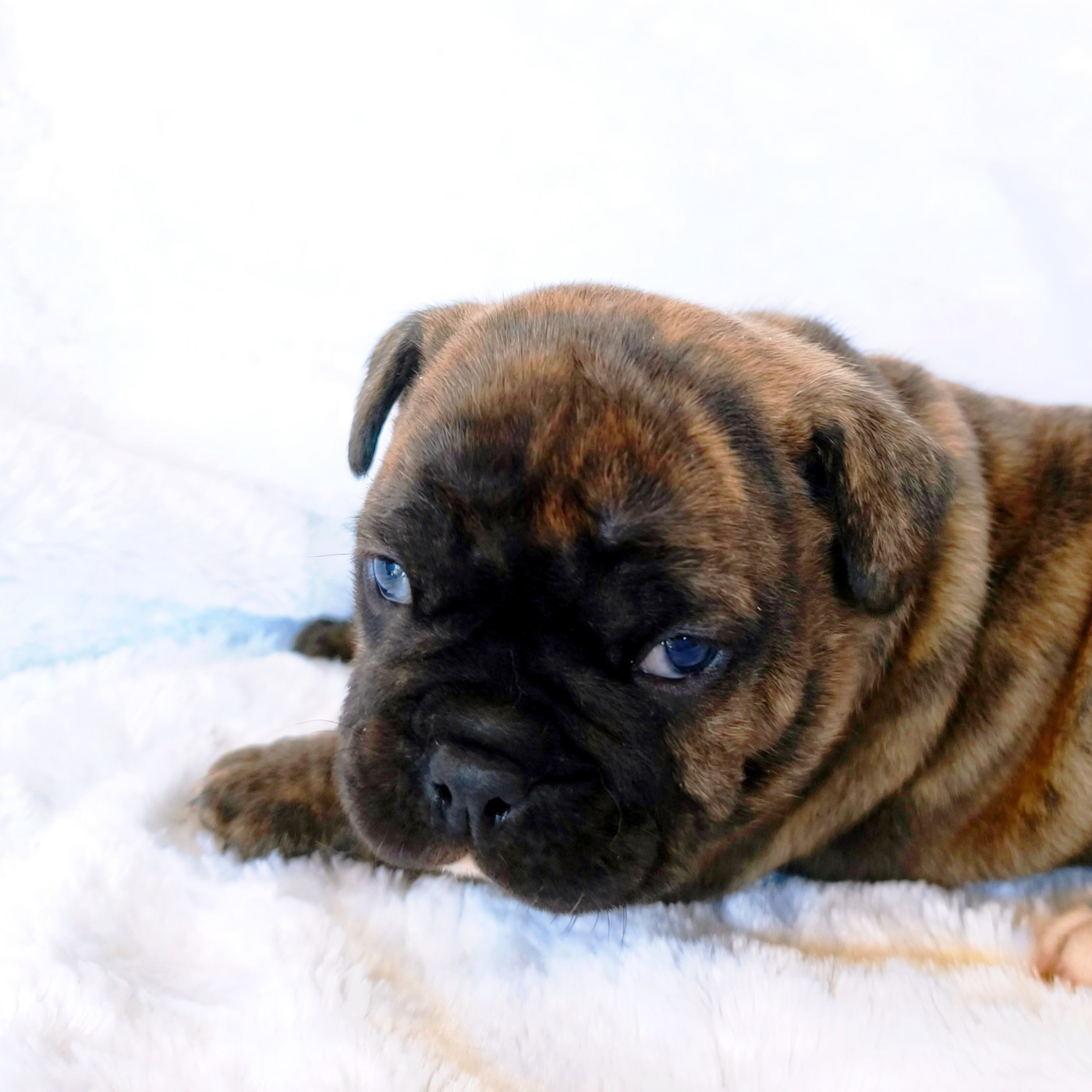 du Cap de la Coste - Chiots disponibles - Bulldog continental