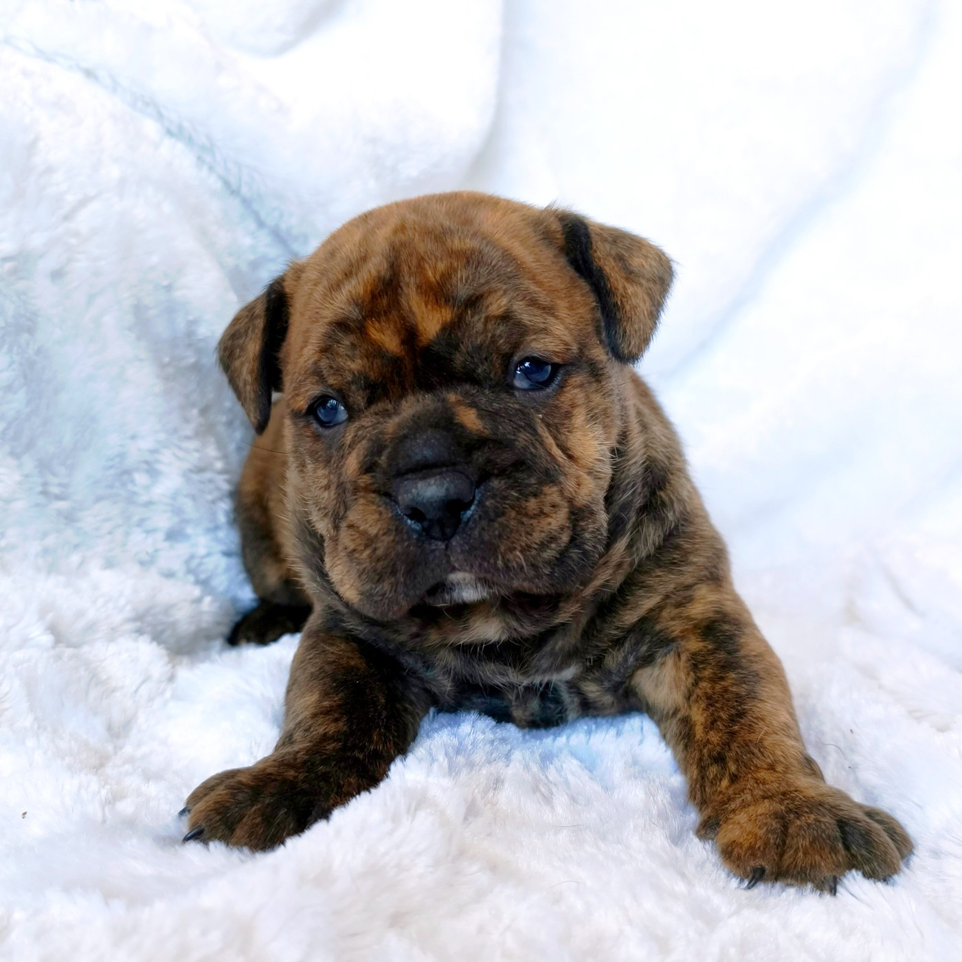 du Cap de la Coste - Chiots disponibles - Bulldog continental
