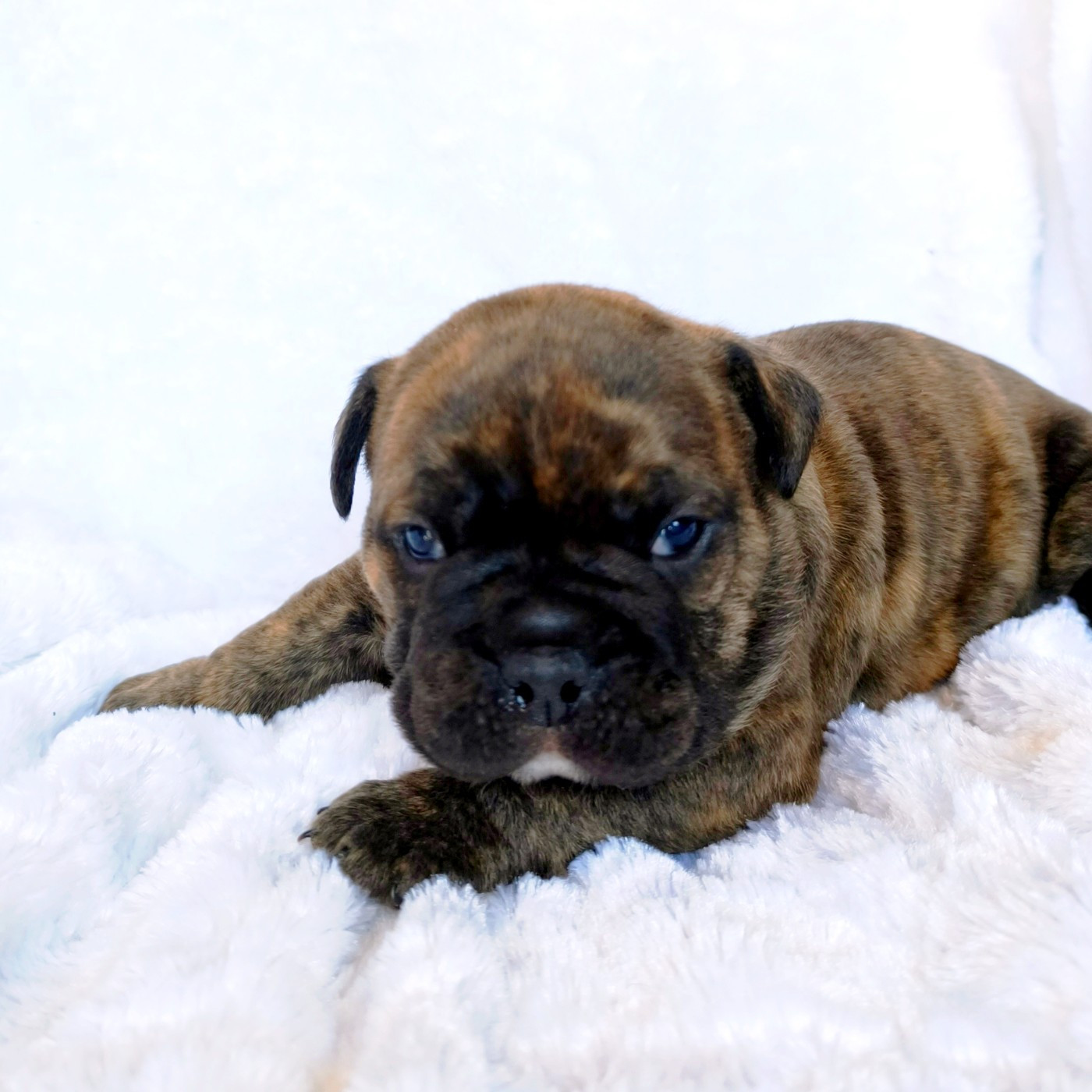 du Cap de la Coste - Chiots disponibles - Bulldog continental