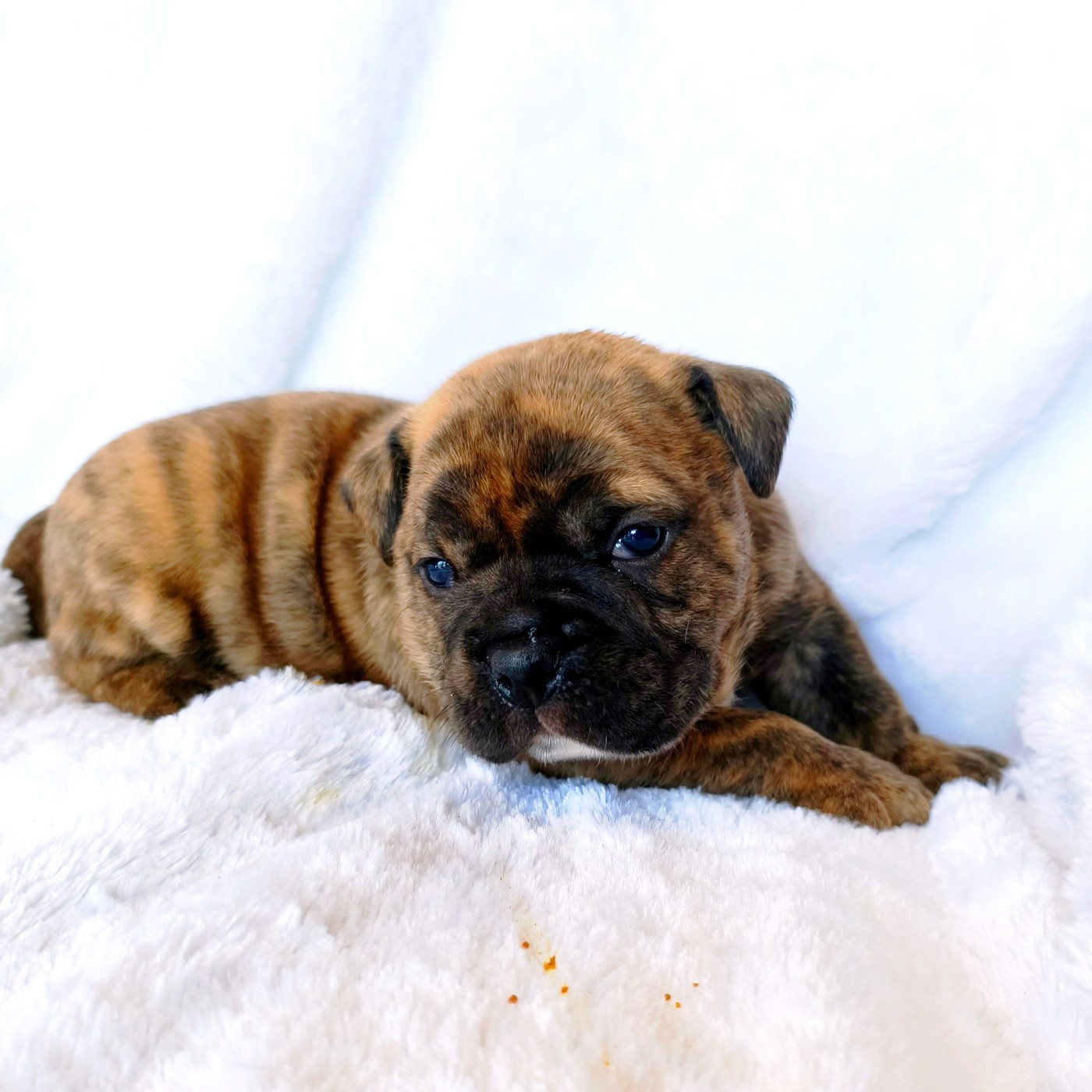 du Cap de la Coste - Chiots disponibles - Bulldog continental