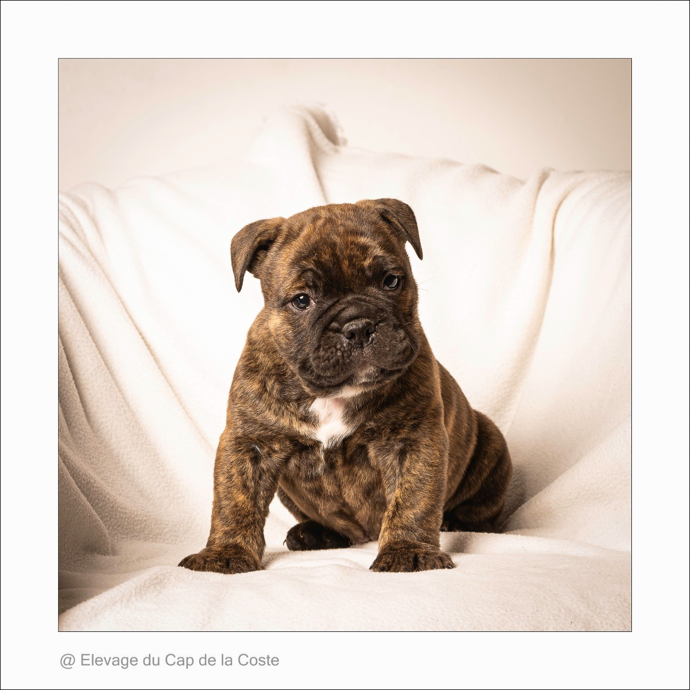 du Cap de la Coste - Bulldog continental - Portée née le 02/01/2026