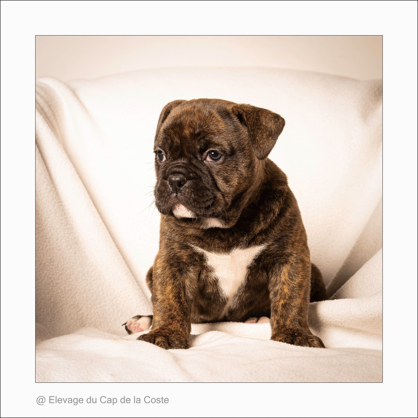 du Cap de la Coste - Chiots disponibles - Bulldog continental