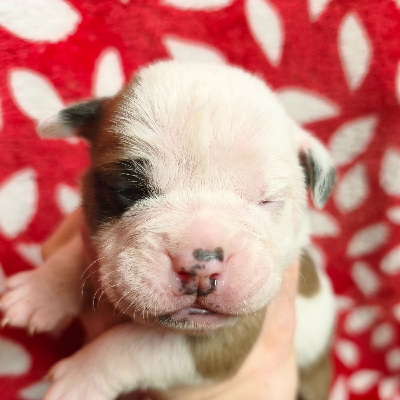 du Cap de la Coste - Chiots disponibles - Bulldog continental