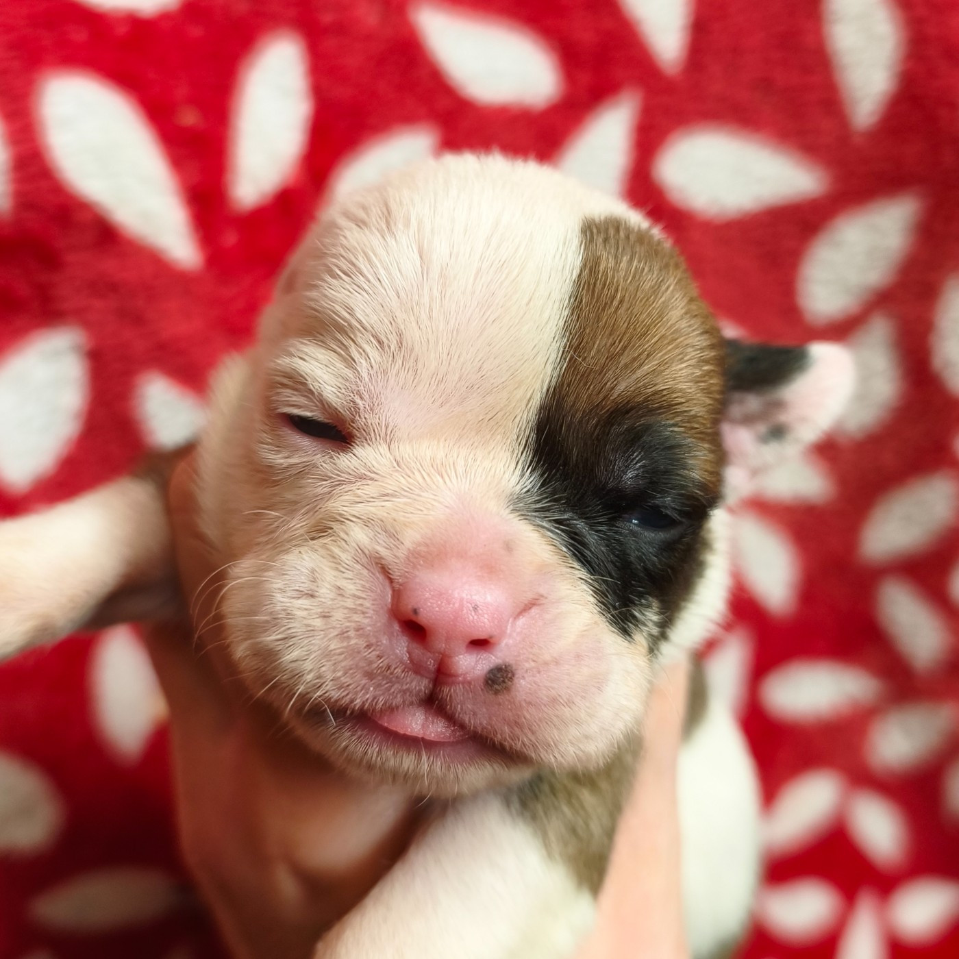 du Cap de la Coste - Chiots disponibles - Bulldog continental