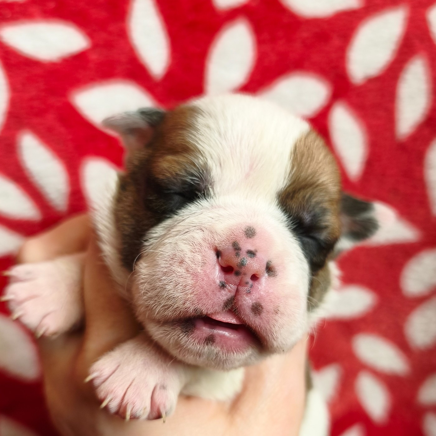 du Cap de la Coste - Chiots disponibles - Bulldog continental