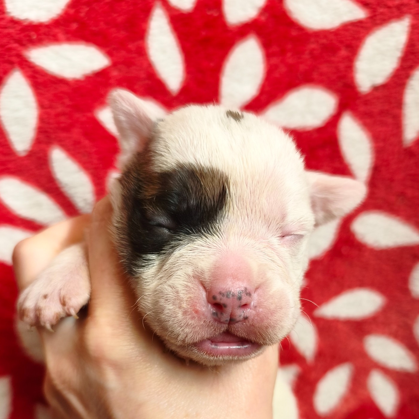 du Cap de la Coste - Chiots disponibles - Bulldog continental