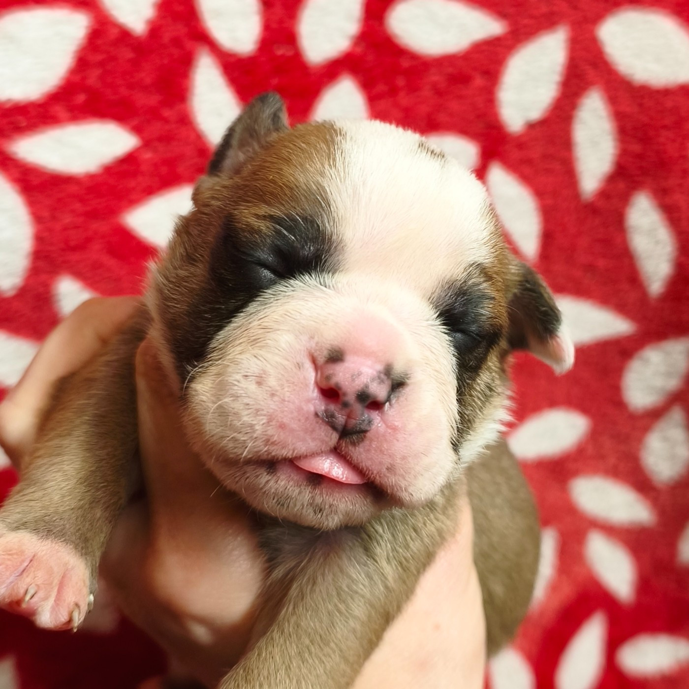 du Cap de la Coste - Chiots disponibles - Bulldog continental