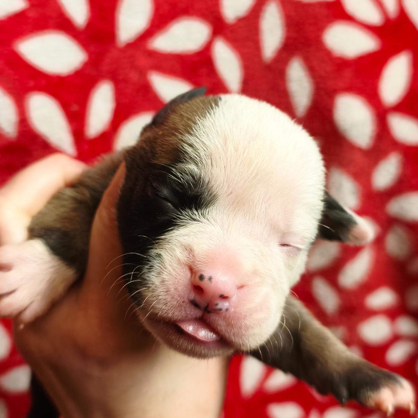 du Cap de la Coste - Chiots disponibles - Bulldog continental