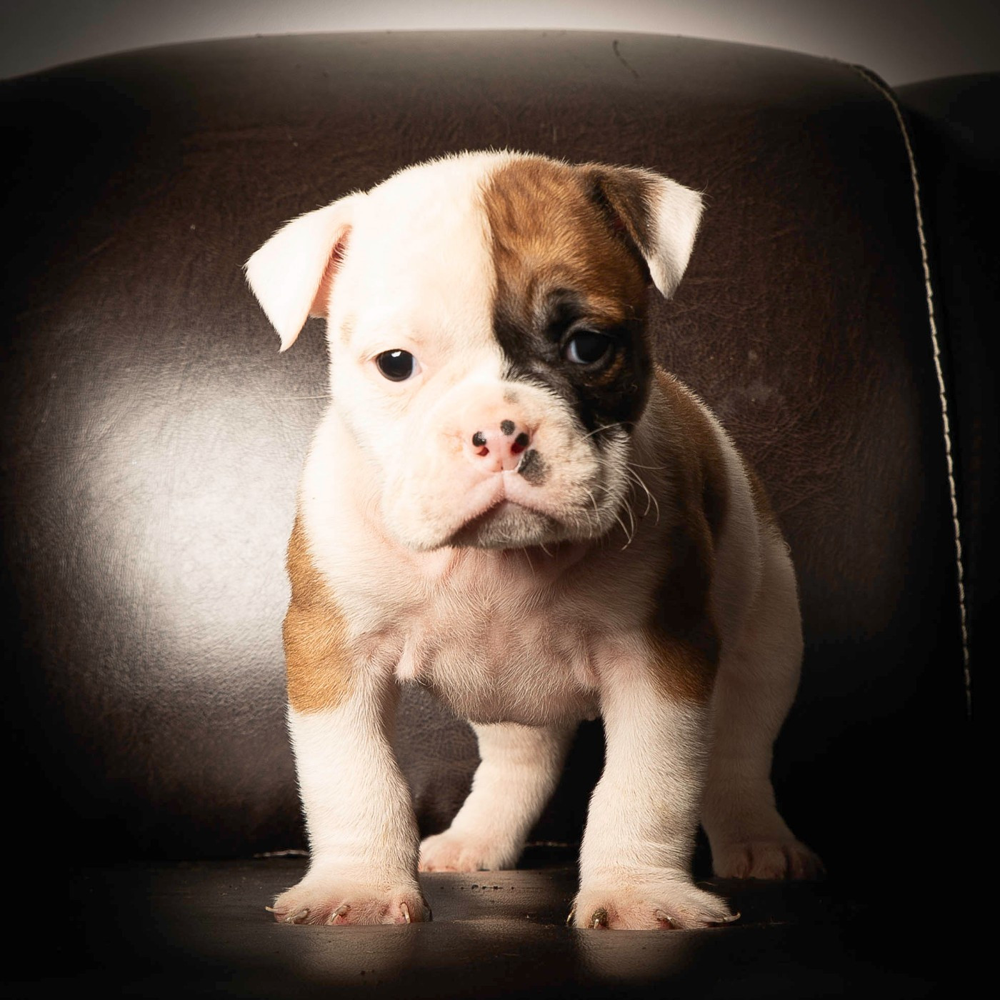 du Cap de la Coste - Chiots disponibles - Bulldog continental