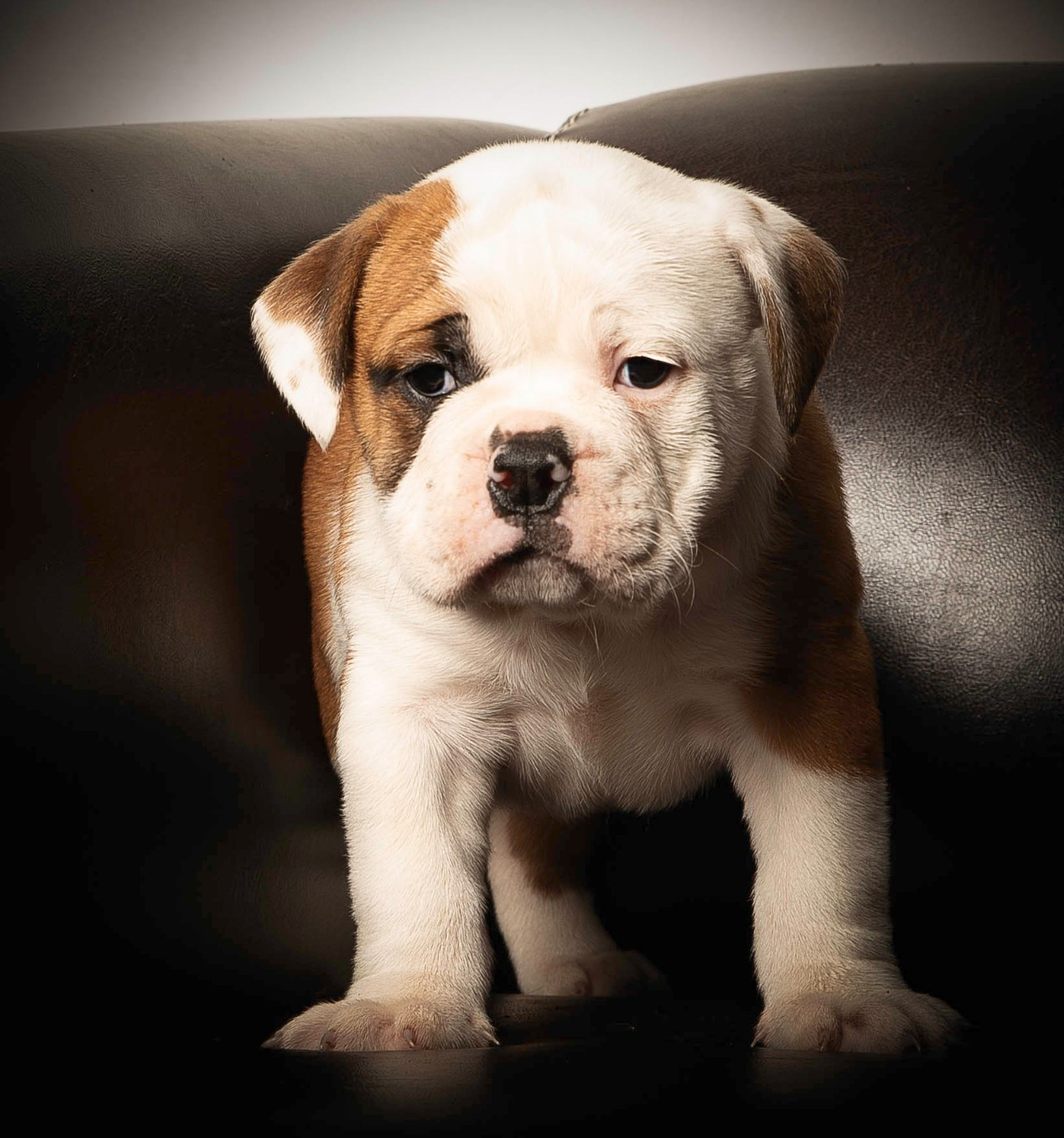 du Cap de la Coste - Chiots disponibles - Bulldog continental