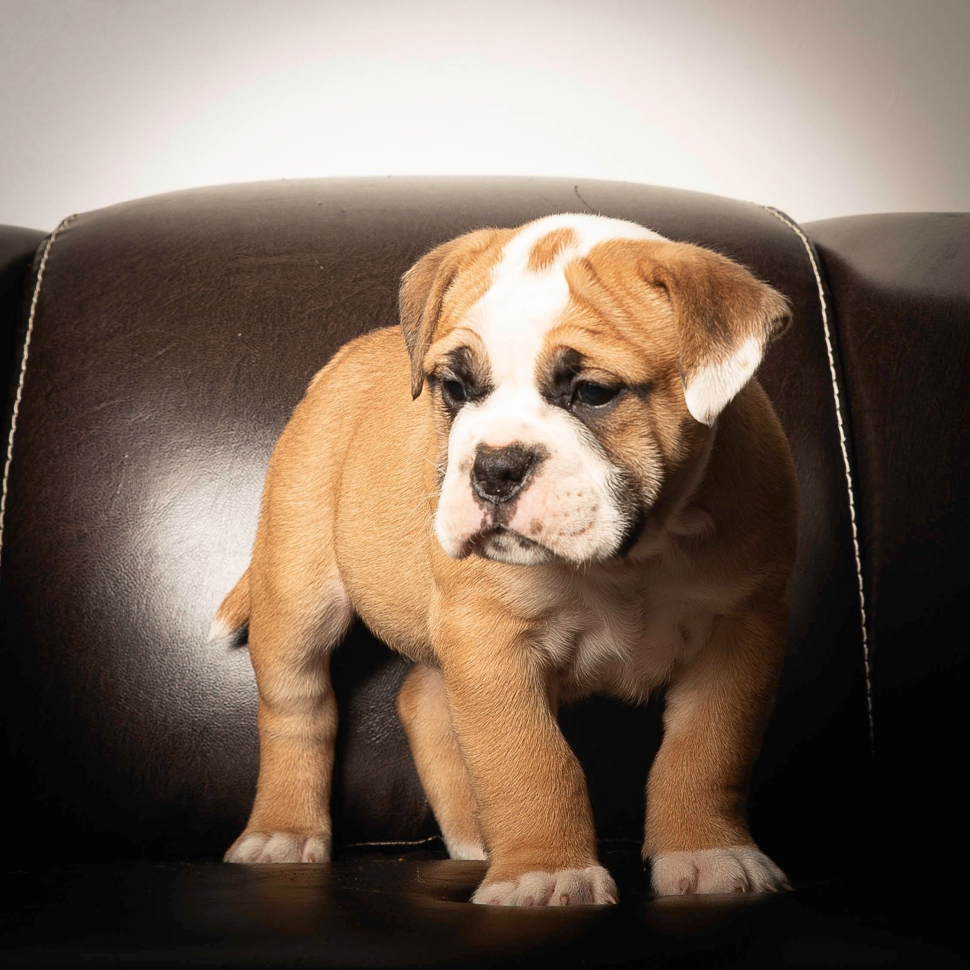 du Cap de la Coste - Chiots disponibles - Bulldog continental