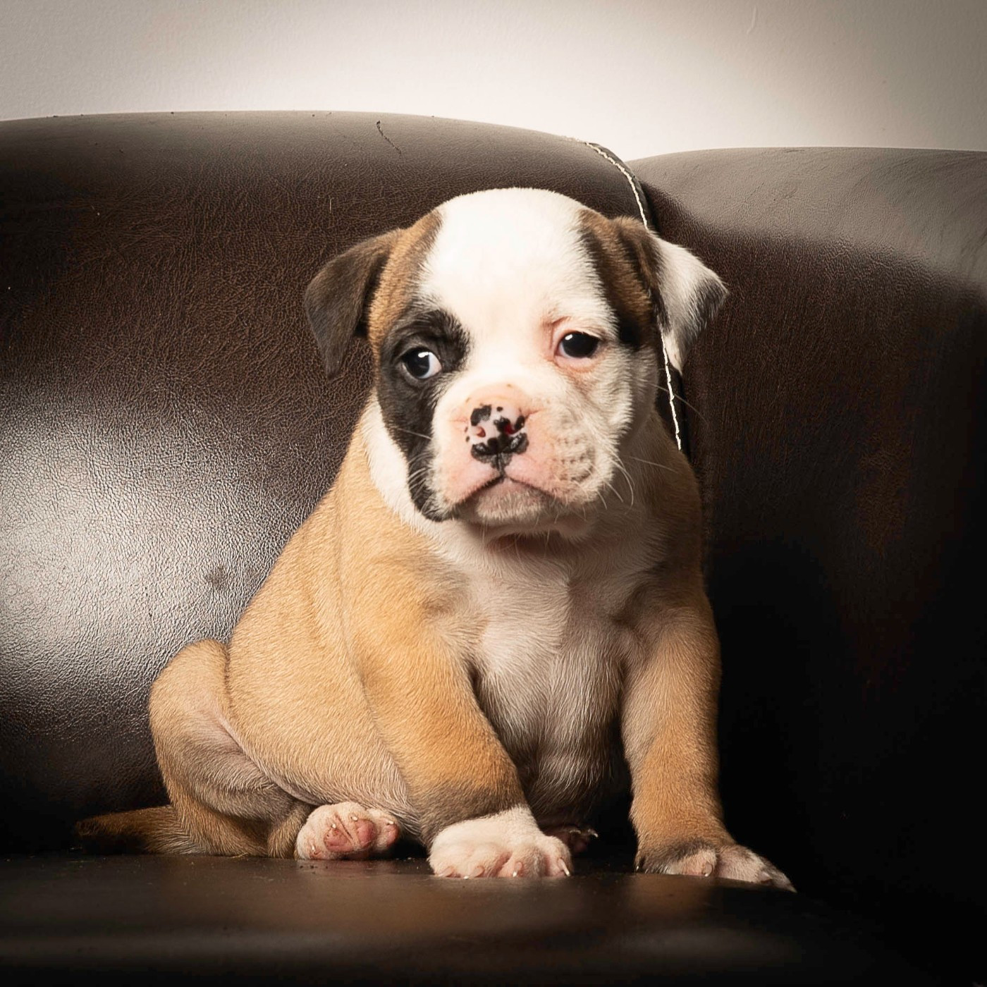 du Cap de la Coste - Chiots disponibles - Bulldog continental