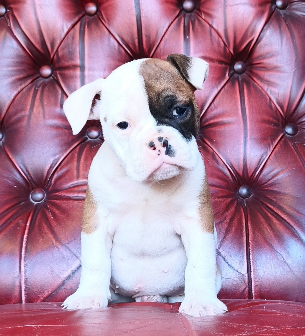 du Cap de la Coste - Chiots disponibles - Bulldog continental