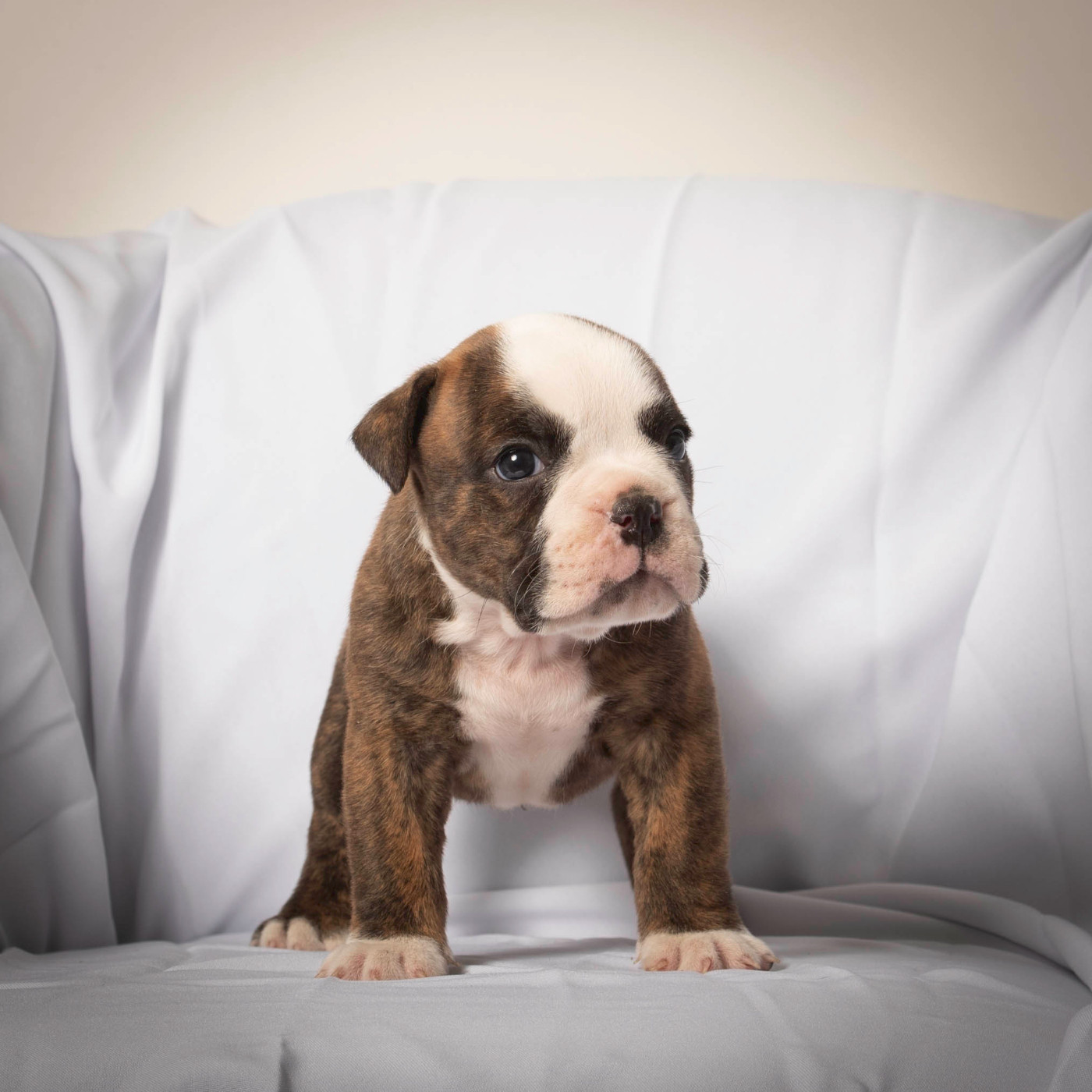 du Cap de la Coste - Chiots disponibles - Bulldog continental
