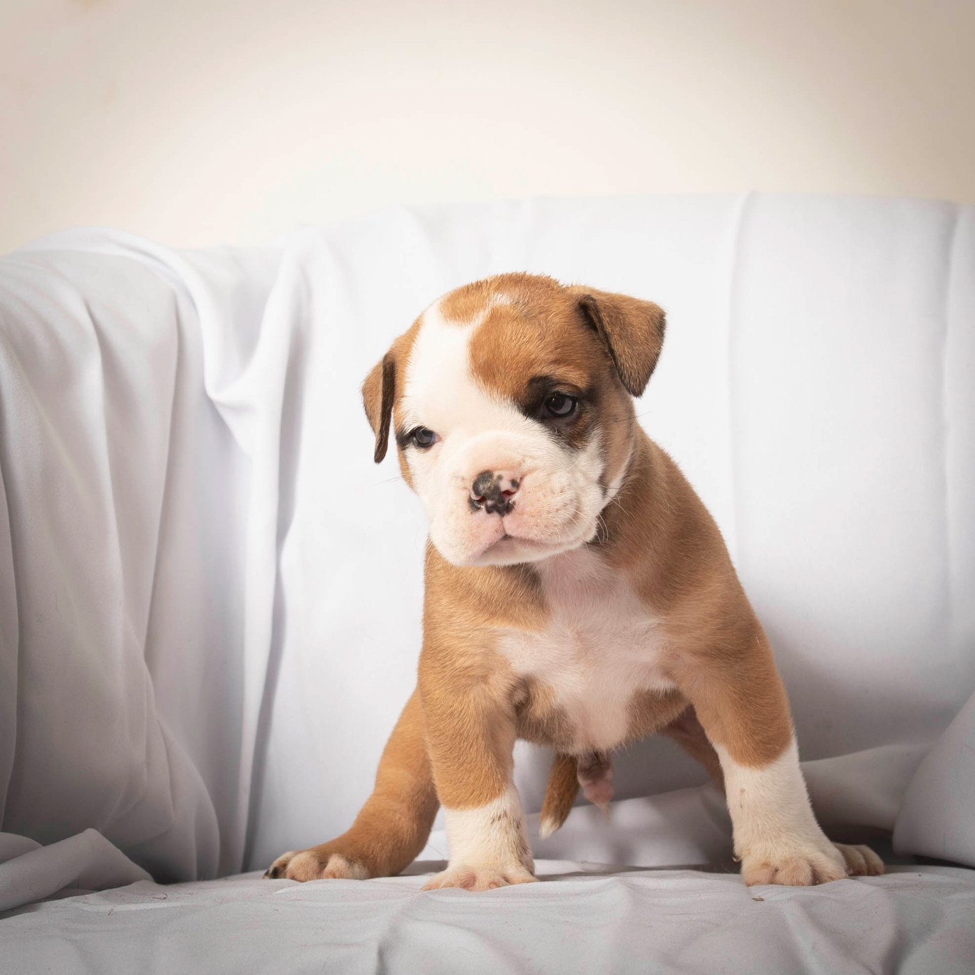 du Cap de la Coste - Chiots disponibles - Bulldog continental