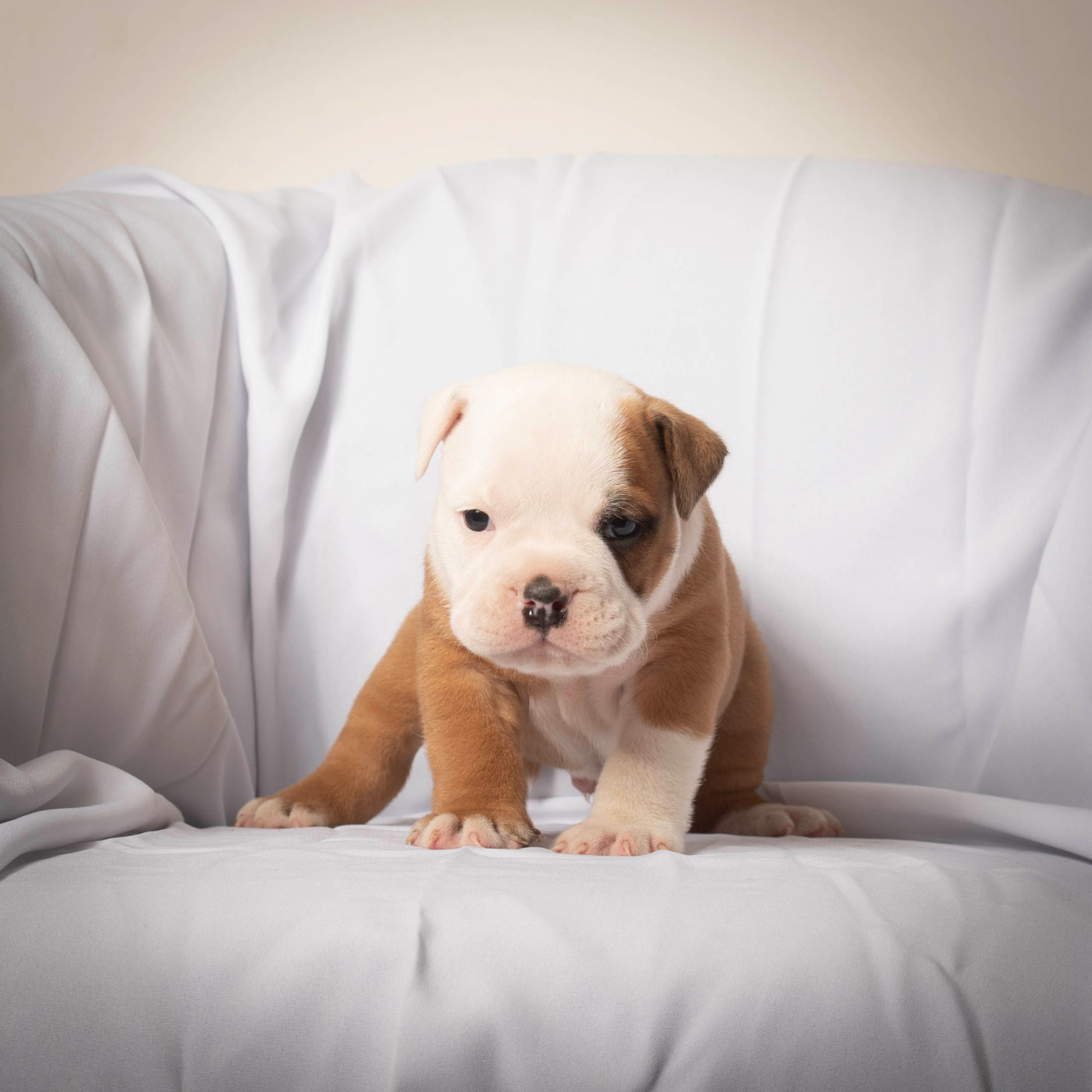 du Cap de la Coste - Chiots disponibles - Bulldog continental