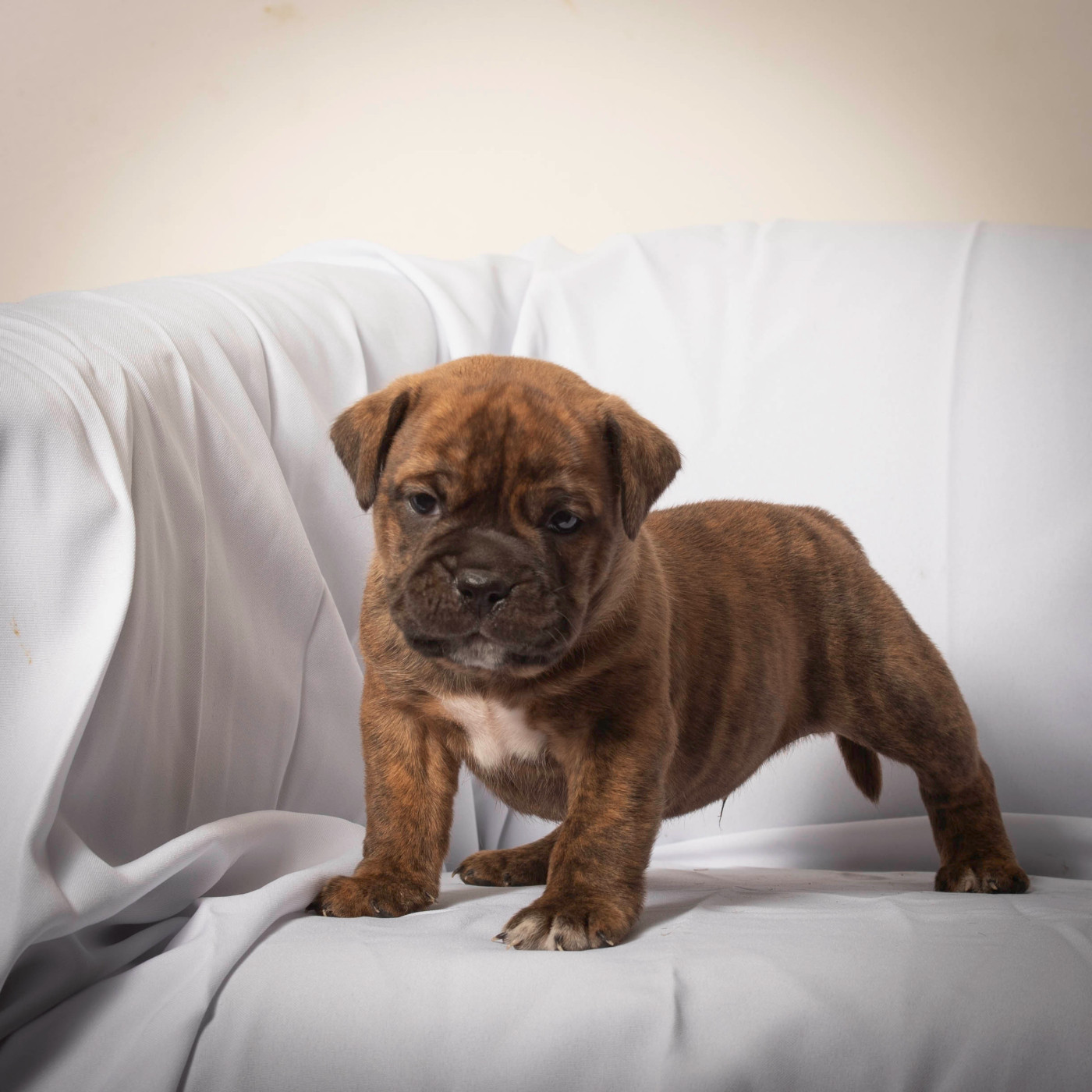du Cap de la Coste - Chiots disponibles - Bulldog continental