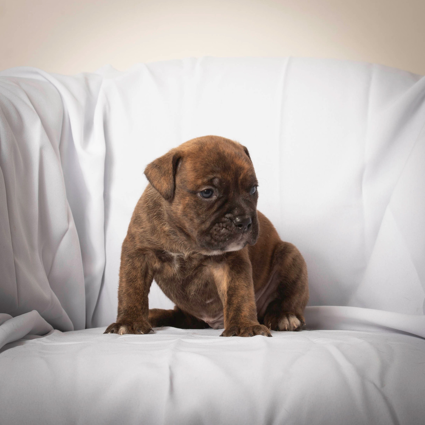 du Cap de la Coste - Chiots disponibles - Bulldog continental