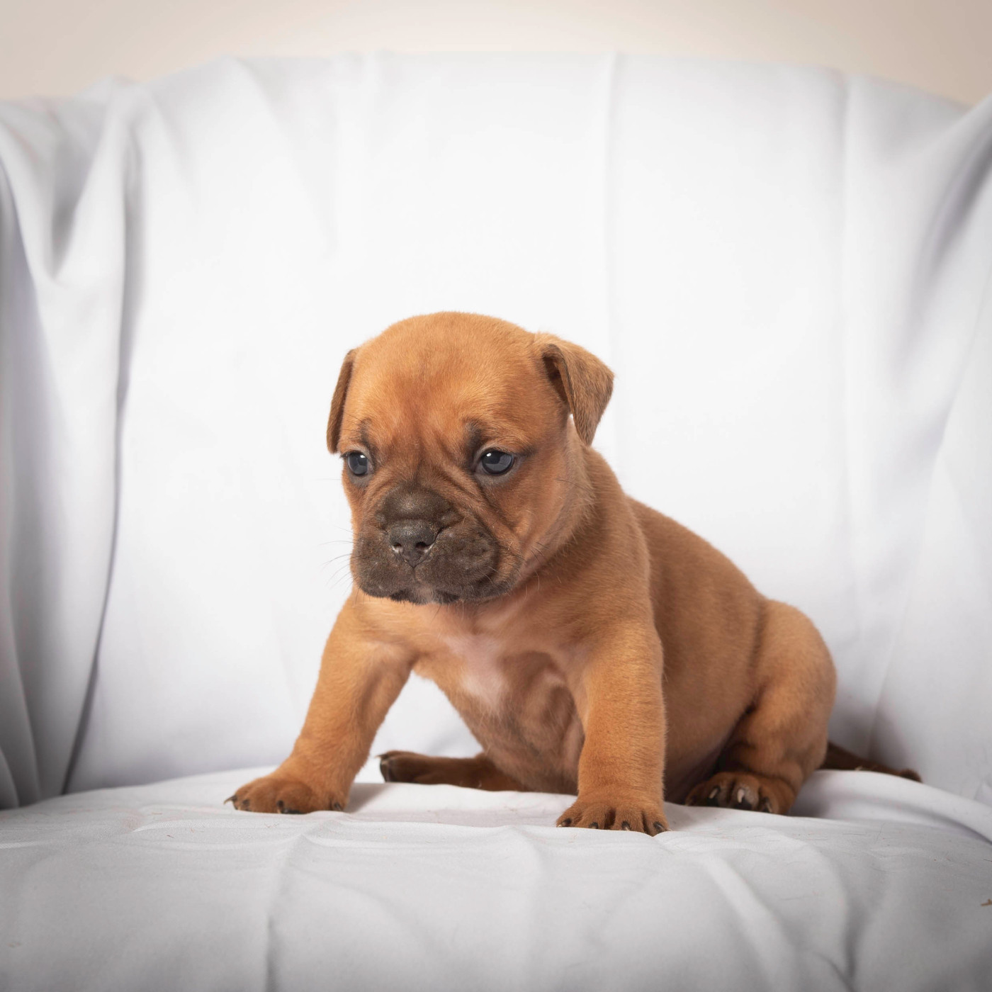 du Cap de la Coste - Chiots disponibles - Bulldog continental