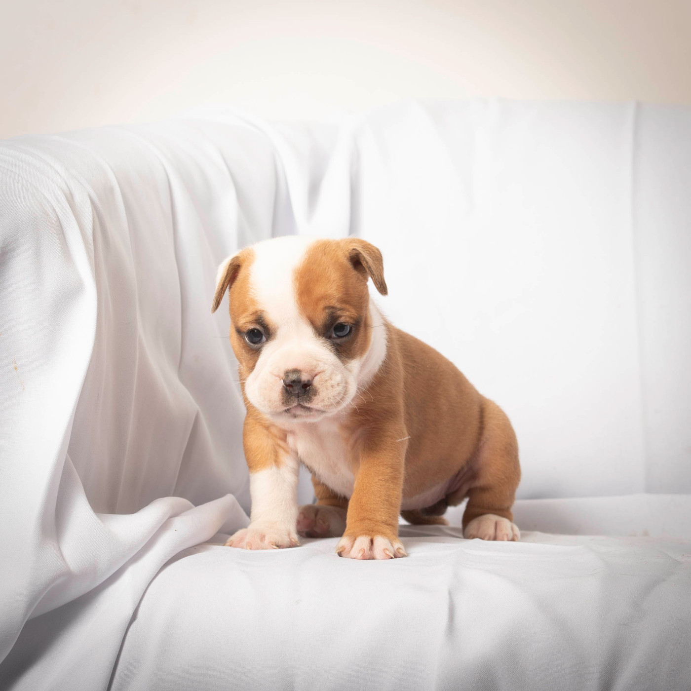 du Cap de la Coste - Chiots disponibles - Bulldog continental