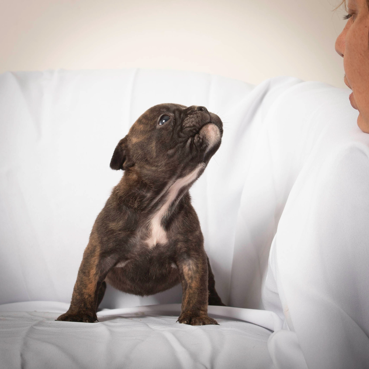 du Cap de la Coste - Chiots disponibles - Bulldog continental