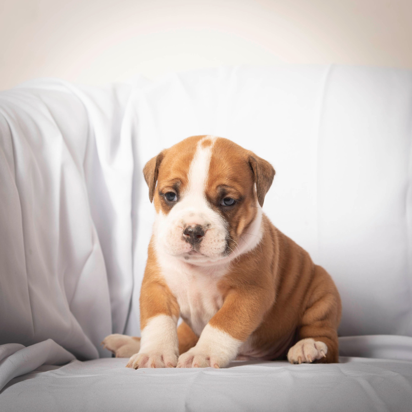 du Cap de la Coste - Chiots disponibles - Bulldog continental