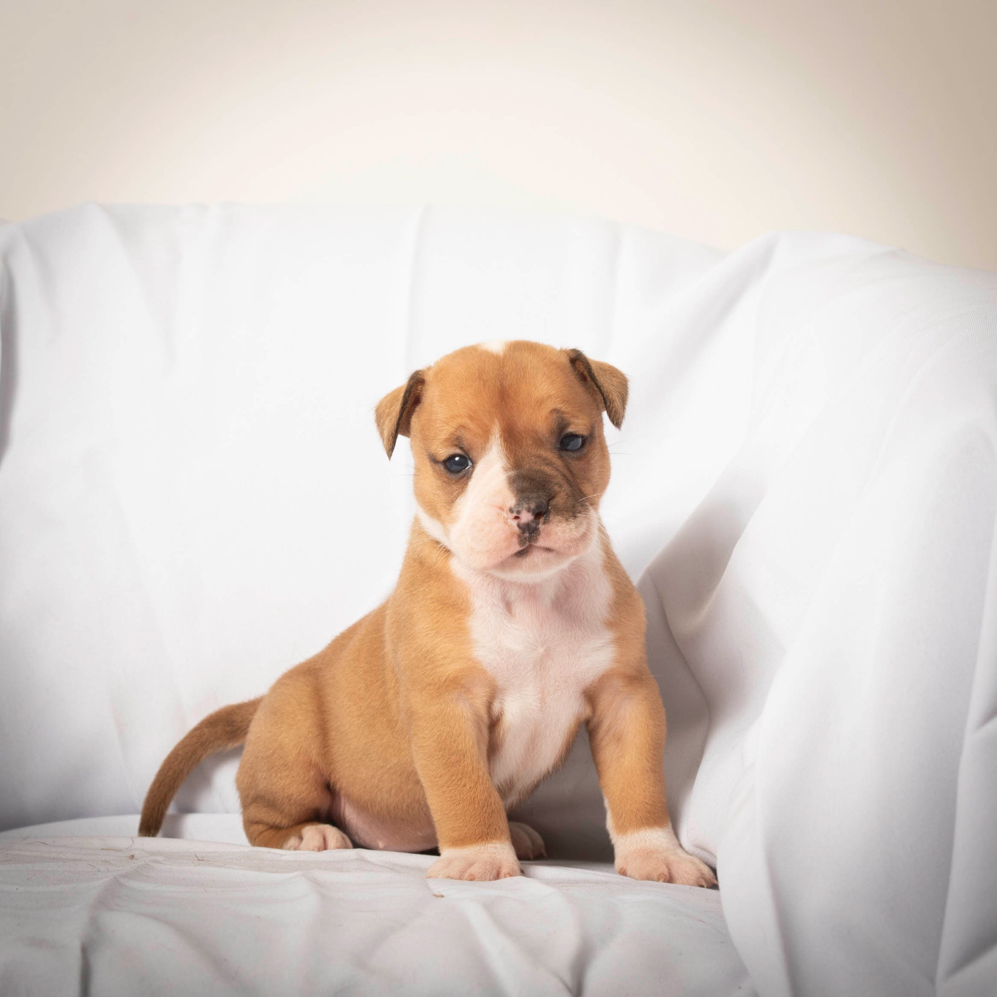 du Cap de la Coste - Chiots disponibles - Bulldog continental