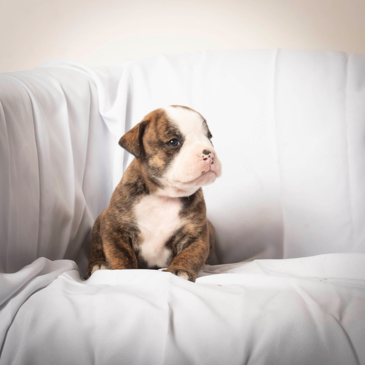 du Cap de la Coste - Chiots disponibles - Bulldog continental