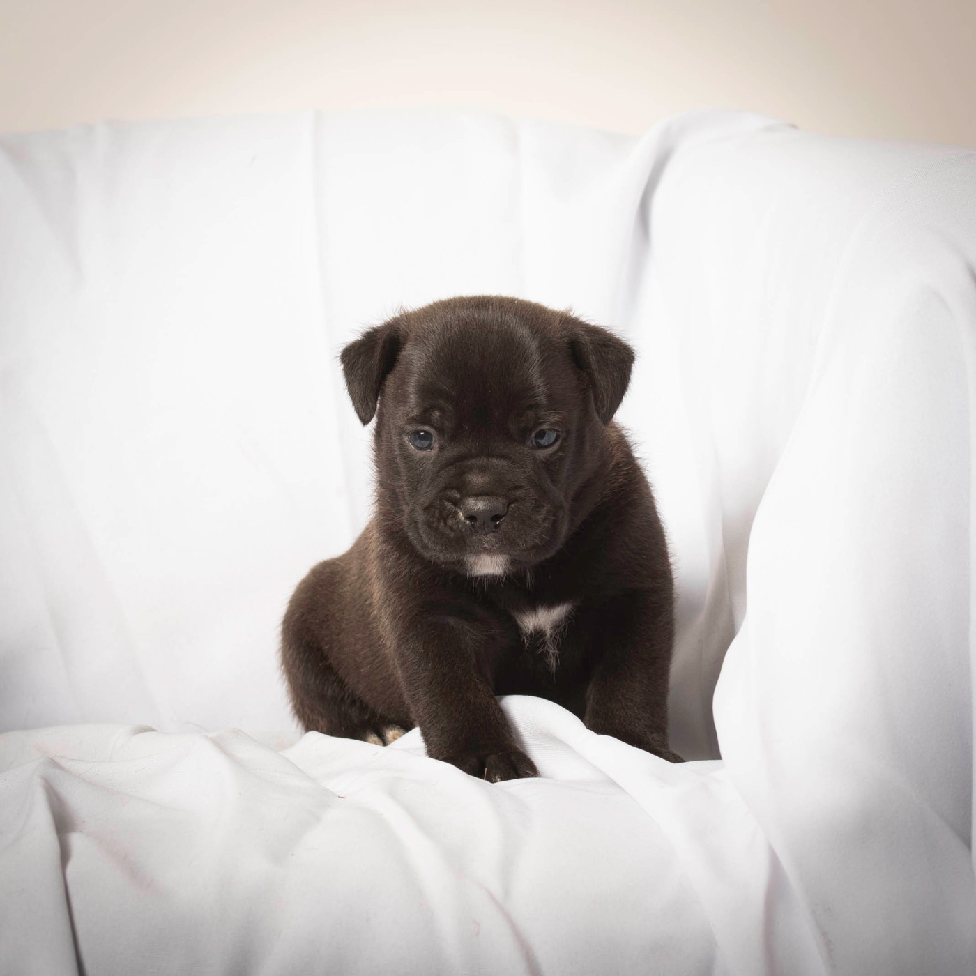 du Cap de la Coste - Chiots disponibles - Bulldog continental