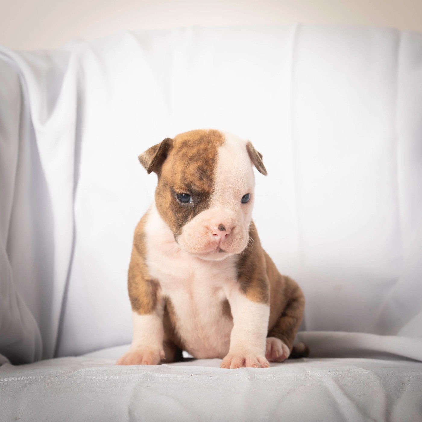 du Cap de la Coste - Chiots disponibles - Bulldog continental