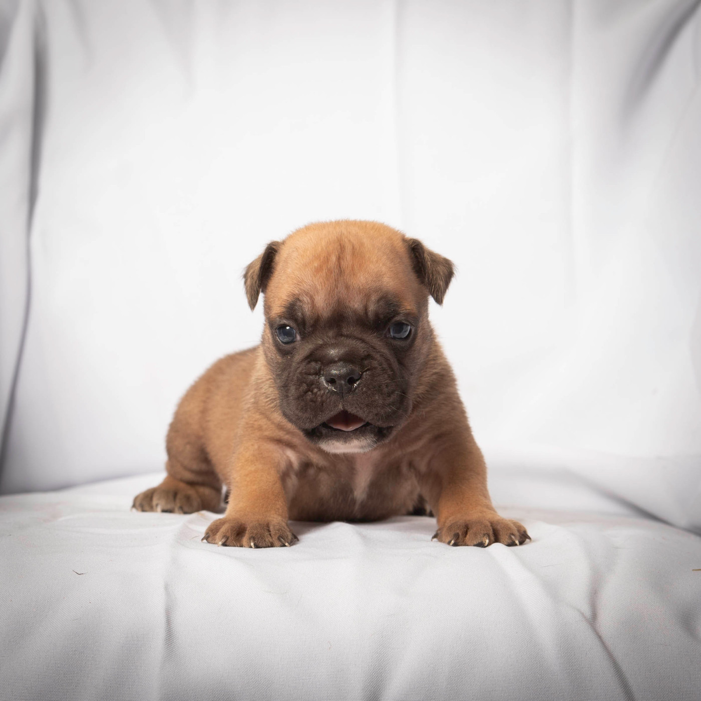 du Cap de la Coste - Chiots disponibles - Bulldog continental