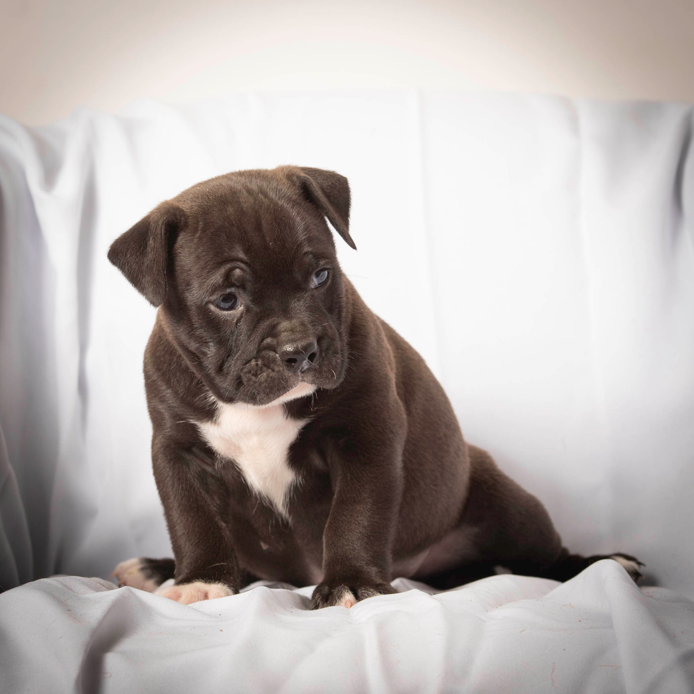 du Cap de la Coste - Chiots disponibles - Bulldog continental