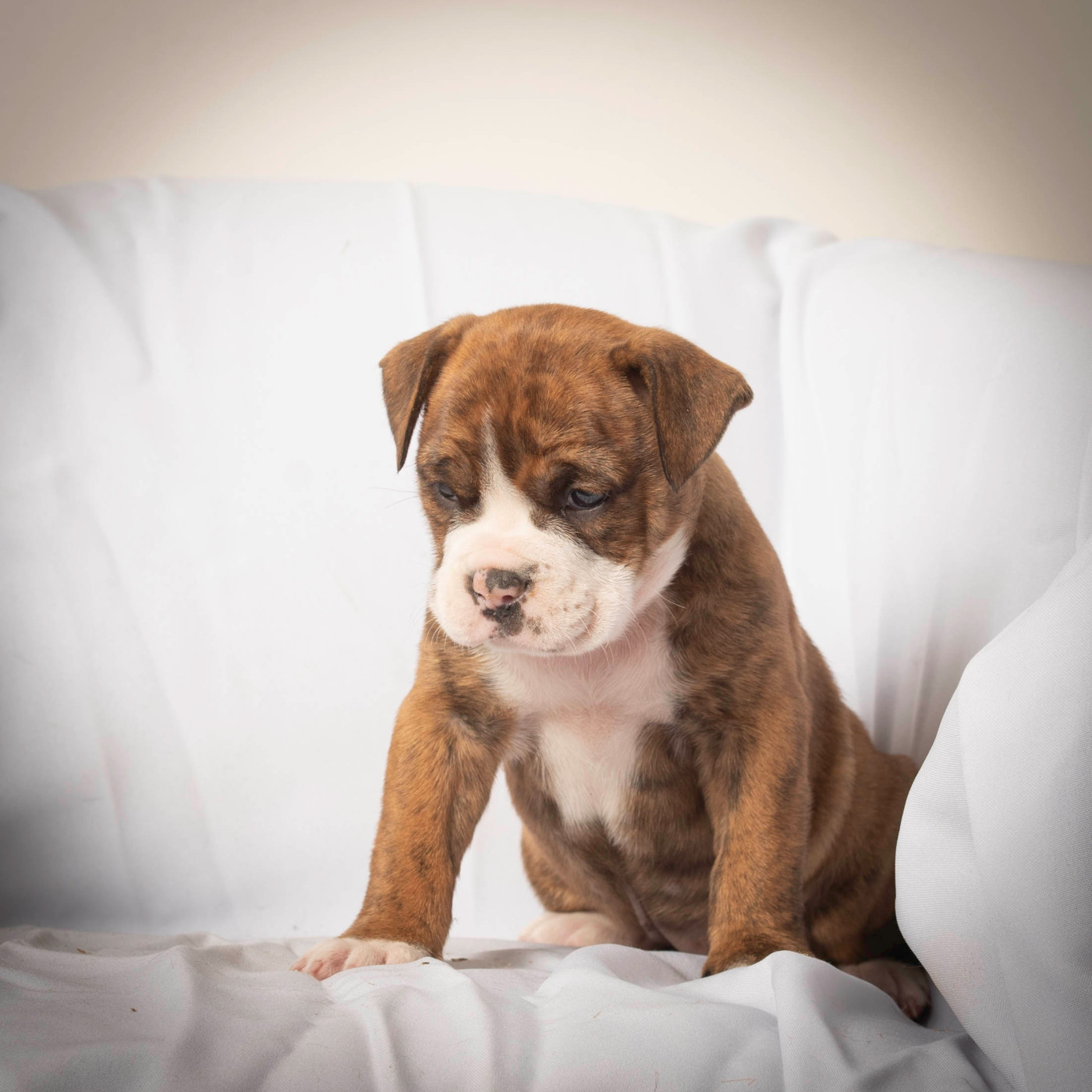 du Cap de la Coste - Chiots disponibles - Bulldog continental