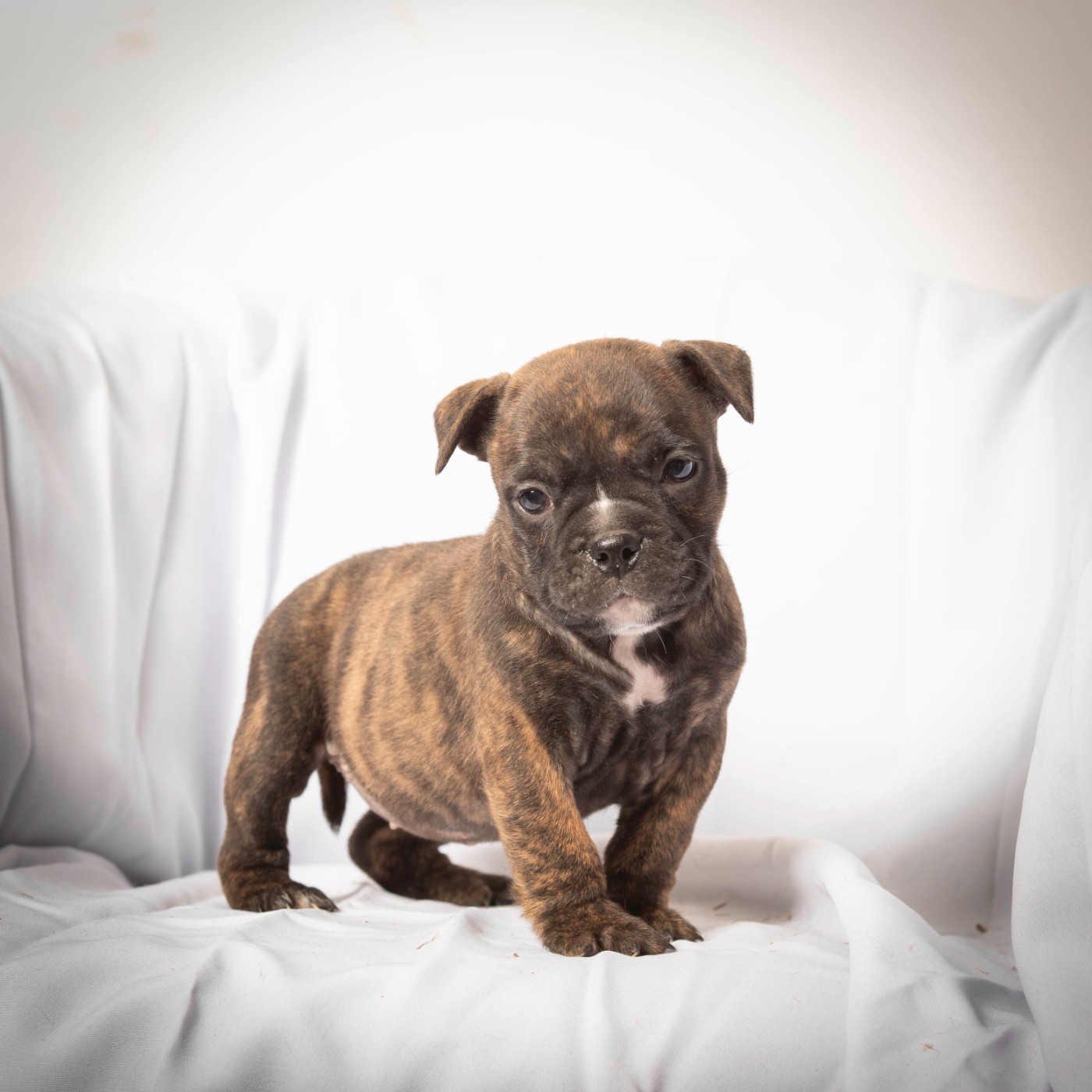 du Cap de la Coste - Chiots disponibles - Bulldog continental